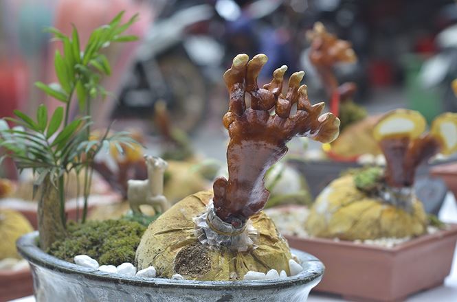 Gần 5 triệu đồng 1 chậu nấm linh chi bonsai chơi Tết ở Thủ đô